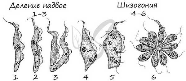 Шизогония простейших