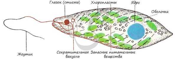 Строение эвглены зеленой