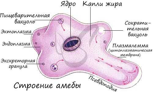 Строение простейшего - амебы