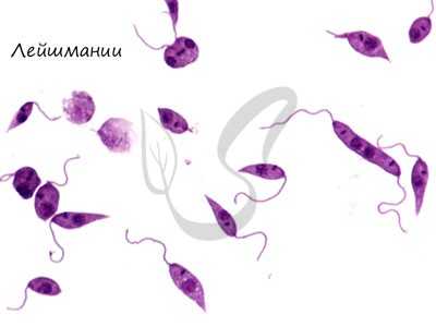 Лейшмании