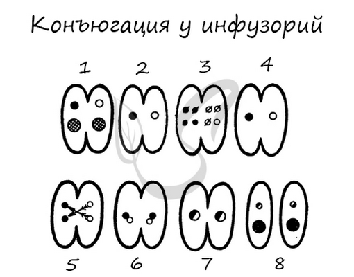 Конъюгация у инфузорий