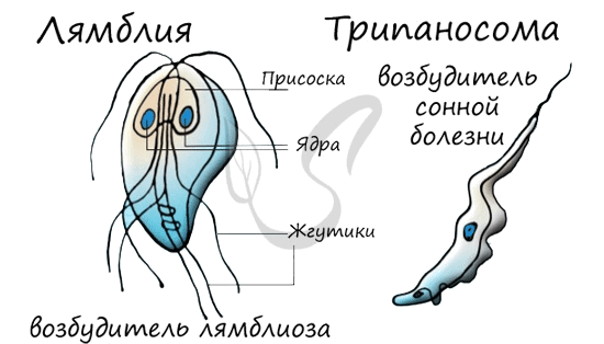 Простейшие паразиты