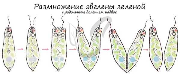 Размножение эвглены зеленой делением надвое