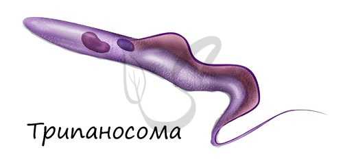 Трипаносома