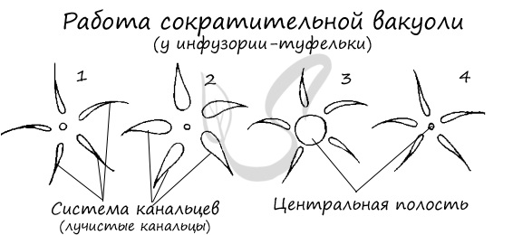 Работа сократительных вакуолей