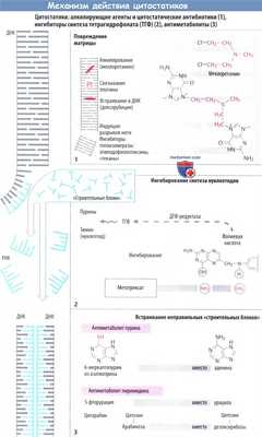 Механизм действия цитостатиков