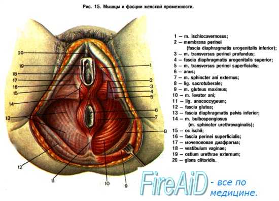 Анатомия тазового дна - мышц тазовой диафрагмы