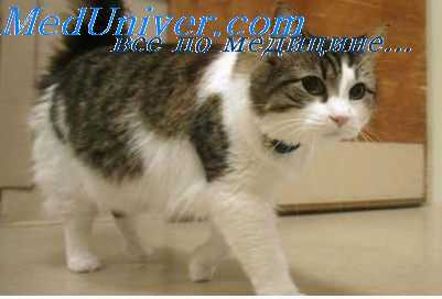 новокаиновая блокада