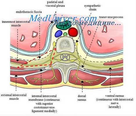 паравертебральные блокады