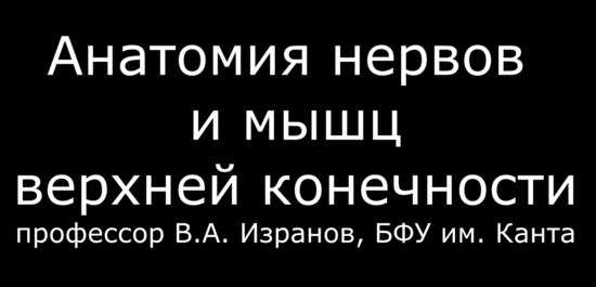 Видео анатомии мышц и нервов верхней конечности (ветвей плечевого сплетения)