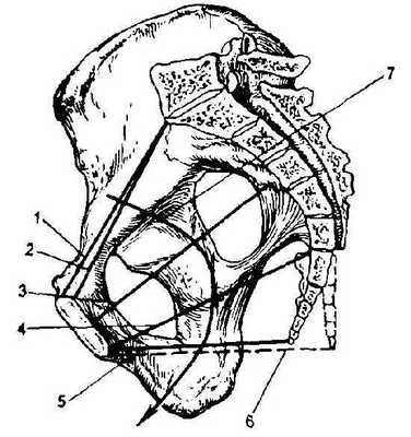 Таз с акушерской точки зрения. Полость малого таза.
