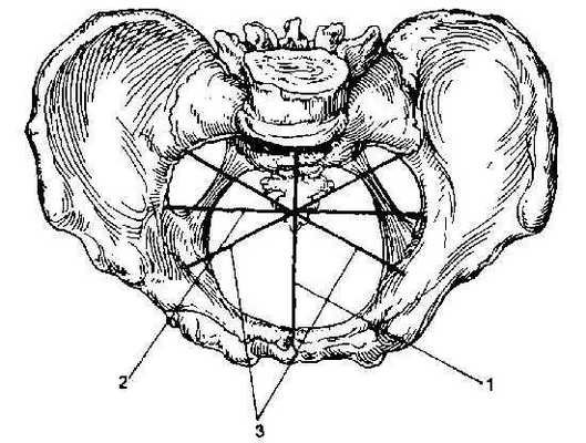 Таз с акушерской точки зрения. Полость малого таза.