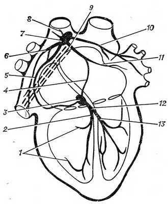 Рис. 1. Схематическое изображение проводящей системы сердца
