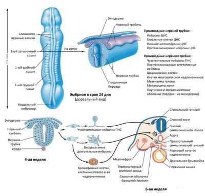 Развитие нервной трубки