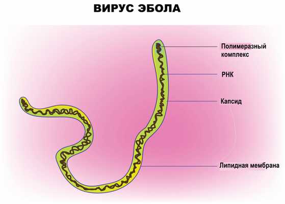Вирус Эбола.jpg