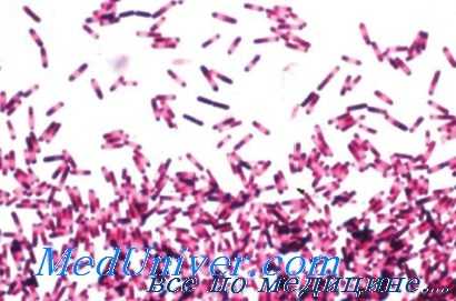 возбудитель псевдомембранозного колита - Clostridium difficile