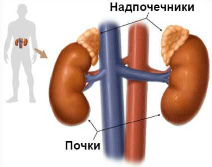 Надпочечники