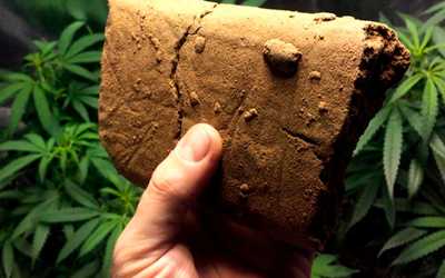 Гашиш - Угодие