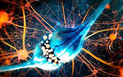 Особенности уровня и обмена нейромедиаторов в головном мозге - Угодие