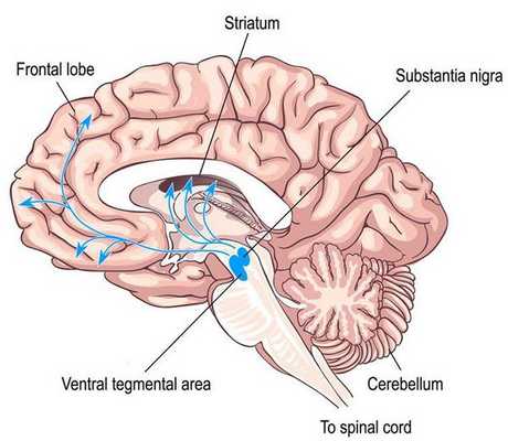 Дофаминовая система