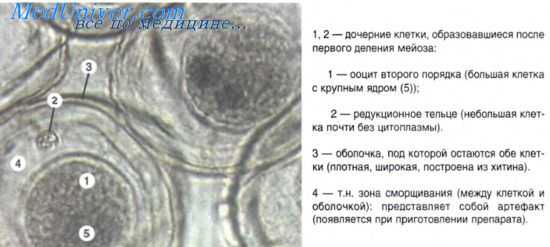 развитие яйцеклетки