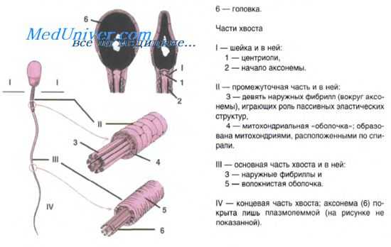 исследования в эмбриологии
