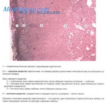 надпочечники строение