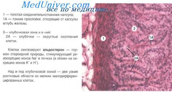 пучковая зона