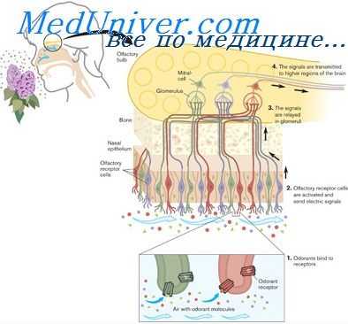 обонятельные рефлексы