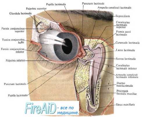Слезный канал и слезопроводящая функция носа