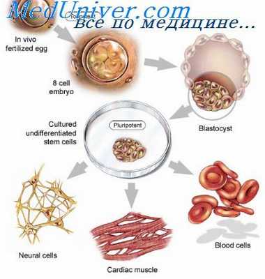 клетки крови эмбриона