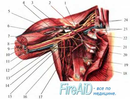 артерии верхней конечности