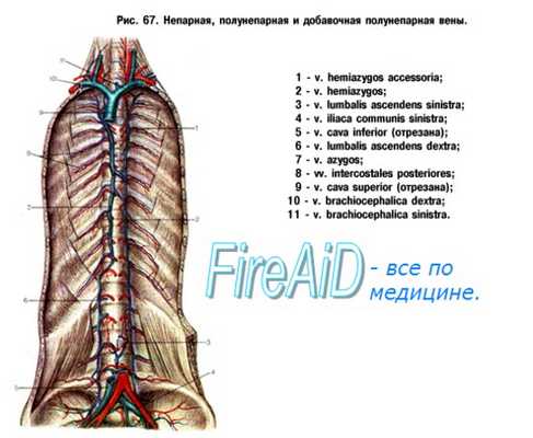 полая вена плода