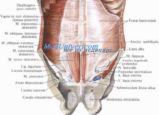Пупок. Пупочное кольцо. Топография пупка. Внутрибрюшная фасция. Подвздошно-лобковый тракт