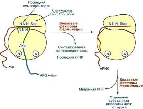 Схема стадии терминации