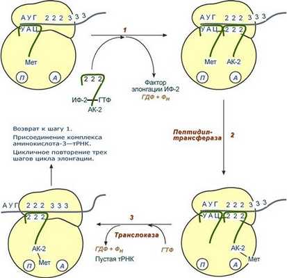 Стадия элонгации