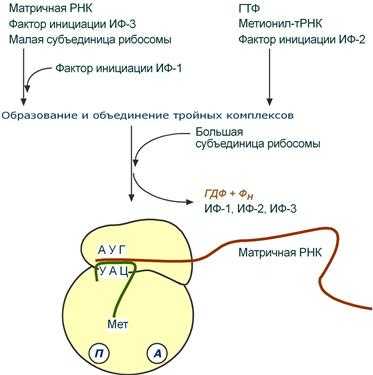 Стадия инициации