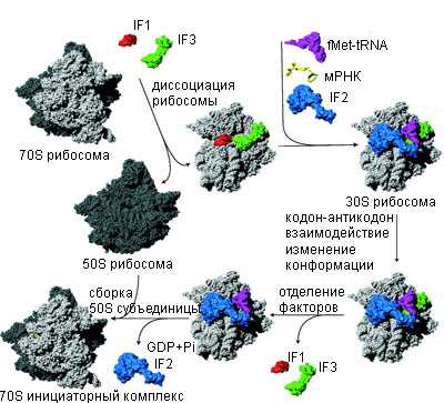 Последовательность сборки инициаторного комплекса трансляции у бактерий