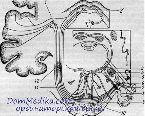 слуховой нерв и путь