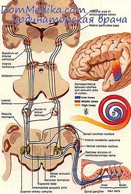 слуховой путь