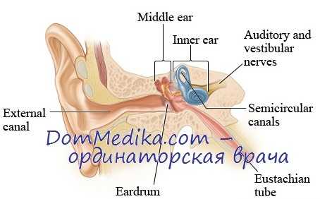 иннервация внутреннего уха