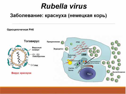 Вирус краснухи.jpg