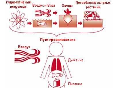 Попадание радиации в организм