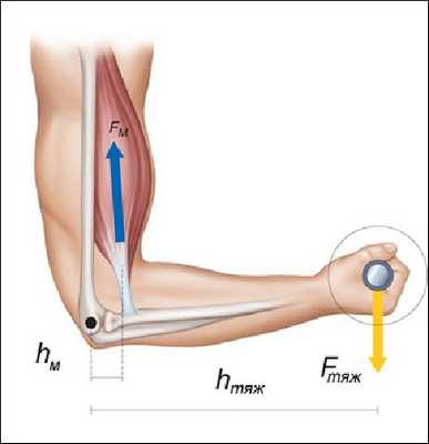 Предплечье с грузом
