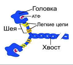Строение миозина