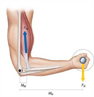 Пример рычага второго рода