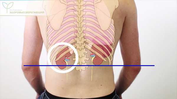 Расположение почек