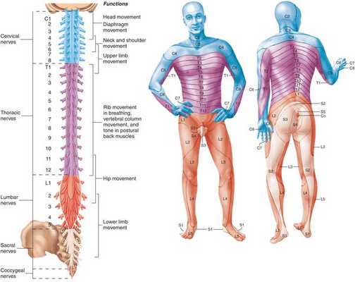 Отделы позвоночника