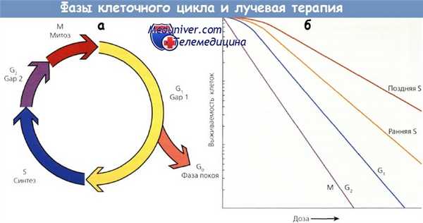 Фазы клеточного цикла и лучевая терапия