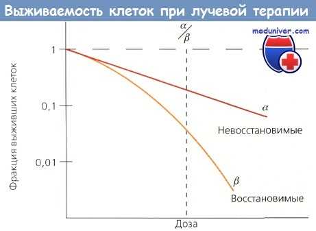 Выживаемость клеток при лучевой терапии